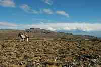 Einsames Pferd in der Pampa