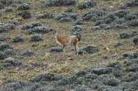 Guanaco