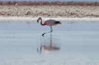 Salar de Atacama, Flamingo