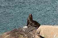 Seehund am Reloncavi-Fjord